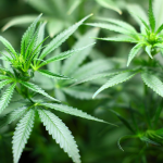 cannabis