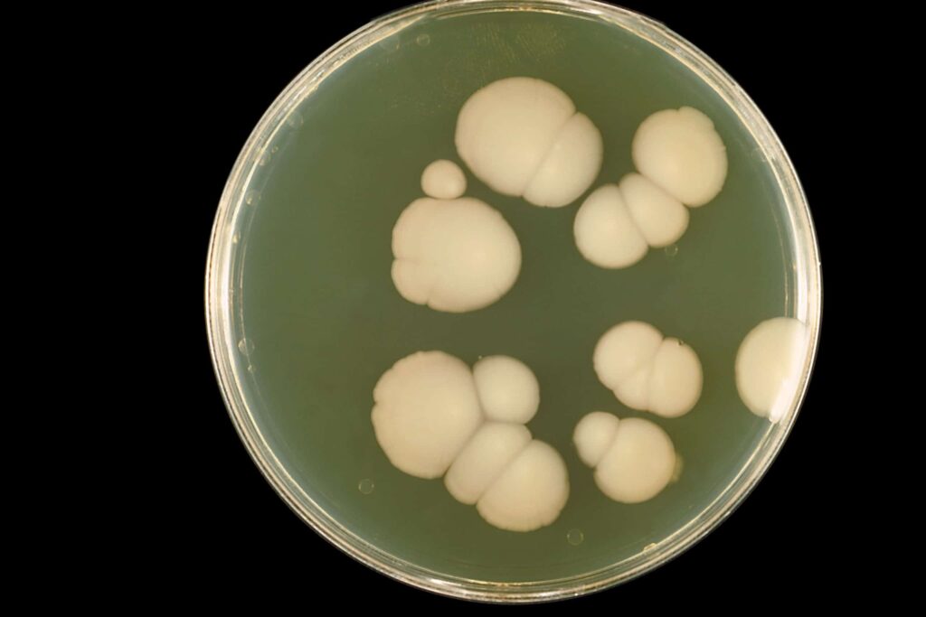 candida albicans