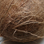 cocco