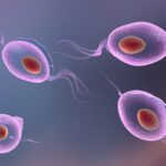 Trichomonas vaginalis: cos'è, sintomi e cura Salute e benessere 