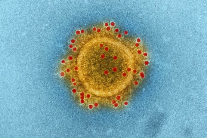 Cos'è un coronavirus? Malattie 