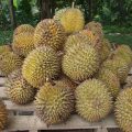 Gli effetti benefici per la salute del durian Proprietà degli alimenti 