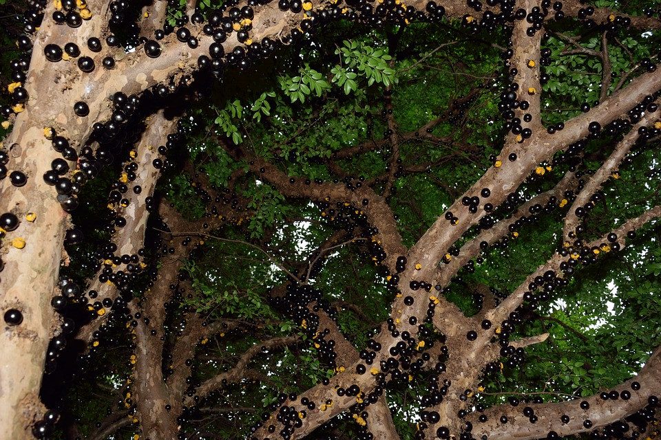 jabuticaba Jabuticaba e i suoi 7 incredibili effetti benefici Jabuticaba e i suoi 7 incredibili effetti benefici Proprietà degli alimenti