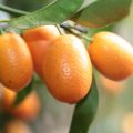 Kumquat e i suoi 4 incredibili benefici per la salute Proprietà degli alimenti 