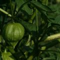 I benefici per la salute del tomatillo Proprietà degli alimenti  