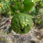 kaffir lime