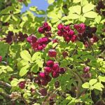 Akebia Quinata