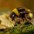 Come trattare una puntura d'ape e cosa fare in caso di reazione allergica Benessere 