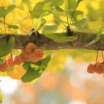 ginkgo-biloba-150x150 Ginkgo biloba e i suoi 7 benefici per la salute che forse non conoscevi Ginkgo biloba e i suoi 7 benefici per la salute che forse non conoscevi Salute e benessere
