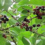 Java Plum