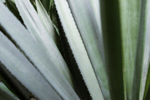 Sciroppo d'agave: proprietà e utilizzi Proprietà degli alimenti 